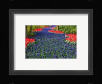 Blue Dutch Tulip Flowerbed Fine Art Print