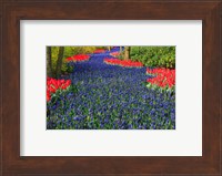 Blue Dutch Tulip Flowerbed Fine Art Print