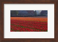 Dutch Red Tulip Field Fine Art Print