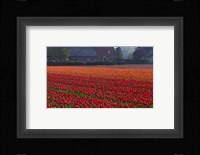 Dutch Red Tulip Field Fine Art Print