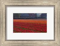 Dutch Red Tulip Field Fine Art Print