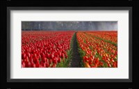 Dutch Tulip Field Fine Art Print