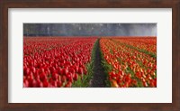 Dutch Tulip Field Fine Art Print