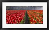 Dutch Tulip Field Fine Art Print