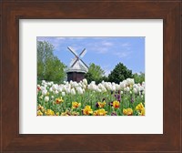 Dutch Tulip Field And Windmill Fine Art Print