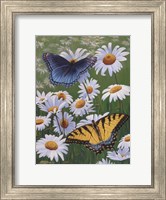 Butterflies & Daisies Fine Art Print
