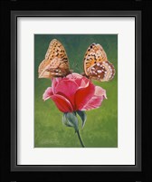 Sharing a Rose Fine Art Print