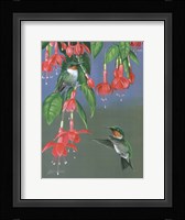 Hummers & Fuchsia Fine Art Print