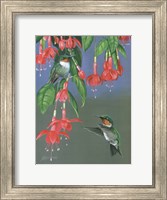 Hummers & Fuchsia Fine Art Print