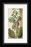 French Blue II Framed Print