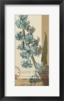 French Blue III Fine Art Print