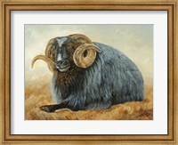 Baa Baa Black Sheep Fine Art Print