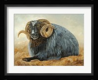 Baa Baa Black Sheep Fine Art Print