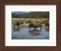 Buffalo Crossing Fine Art Print