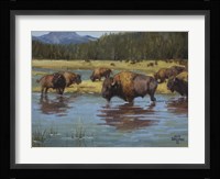 Buffalo Crossing Fine Art Print
