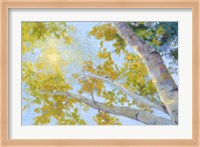 Aspen Canopy Fine Art Print