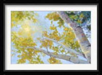 Aspen Canopy Fine Art Print