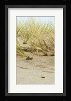 Dunes II Framed Print