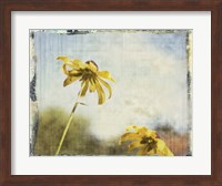 Blackeyed Susans II Fine Art Print