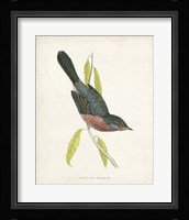 Dartford Warbler Fine Art Print