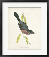 Dartford Warbler Fine Art Print