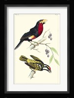 Lemaire Birds IV Fine Art Print