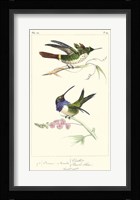 Lemaire Hummingbirds I Fine Art Print
