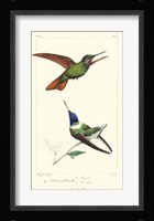 Lemaire Hummingbirds II Fine Art Print