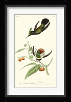 Lemaire Hummingbirds III Fine Art Print