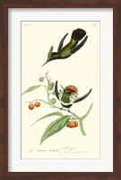 Lemaire Hummingbirds III Fine Art Print