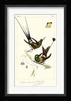 Lemaire Hummingbirds IV Fine Art Print