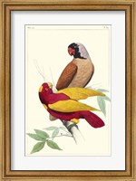 Lemaire Parrots II Fine Art Print