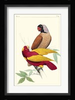 Lemaire Parrots II Fine Art Print