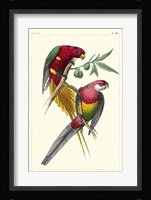 Lemaire Parrots III Fine Art Print