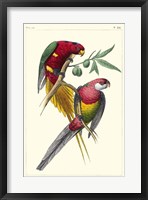 Lemaire Parrots III Fine Art Print