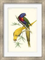 Lemaire Parrots IV Fine Art Print