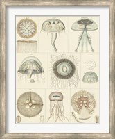 Jellyfish Display Fine Art Print