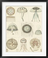 Jellyfish Display Fine Art Print