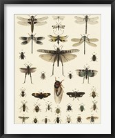 Dragonfly Display Fine Art Print