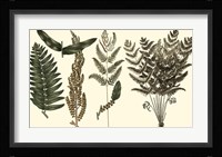 Fern Leaf Folio I Framed Print