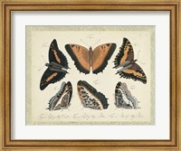 Bookplate Butterflies Trio I Fine Art Print