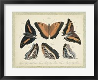 Bookplate Butterflies Trio I Fine Art Print