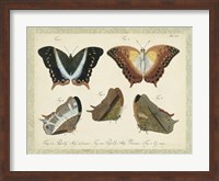 Bookplate Butterflies Trio III Fine Art Print