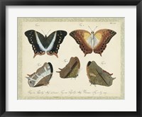 Bookplate Butterflies Trio III Fine Art Print