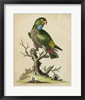 Paradise Parrots I Fine Art Print