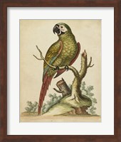 Paradise Parrots II Fine Art Print