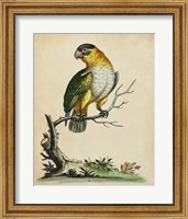 Paradise Parrots VI Fine Art Print