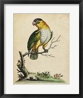 Paradise Parrots VI Fine Art Print