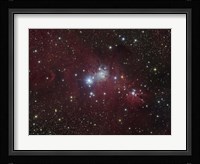 The NGC 2264 region showing the Cone Nebula, Christmas Tree Cluster, and Fox Fur Nebula Fine Art Print