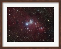 The NGC 2264 region showing the Cone Nebula, Christmas Tree Cluster, and Fox Fur Nebula Fine Art Print